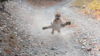 Qué ocurre realmente en la escena viral del puma que persigue a un corredor (y qué hacer en estos casos)